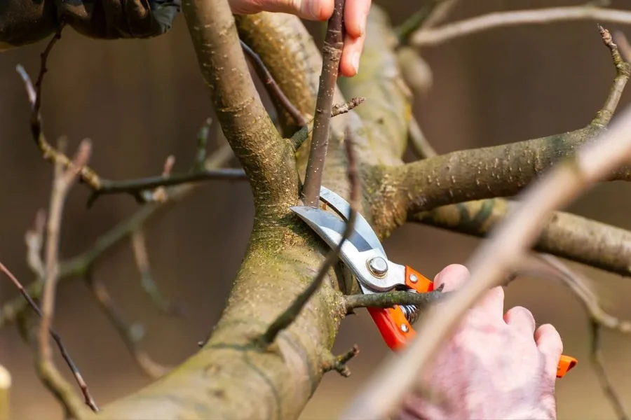 How Removal Of Tree Limbs Help In Enhancing The Plant Health And Safety?